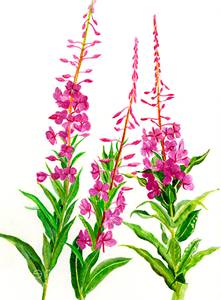Иван-чай узколистный (лат. Chamerion angustifolium), или Кипрей узколистный (лат. Epilobium angustifolium)