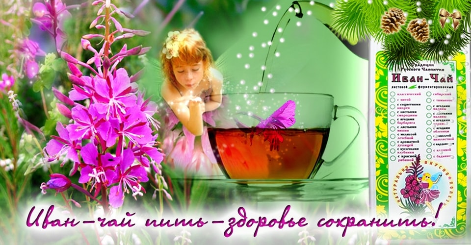 Листовой Иван Чай - нежный аромат летнего разнотравья! Листовой Иван Чай - нежный аромат летнего разнотравья!