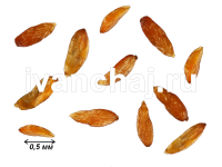 Семена растения Иван-чай