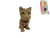 Мыло Йорк